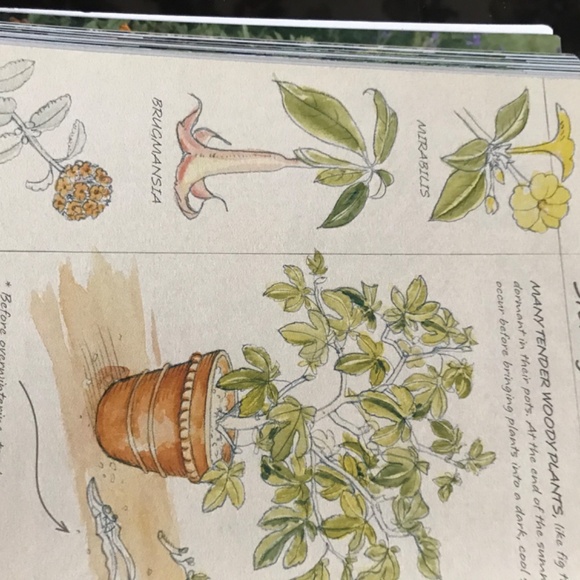 A beautiful book all about planting bulb. - Picture 6 of 6